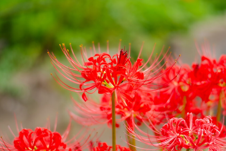 ★地元情報★彼岸花とおいしい豚肉